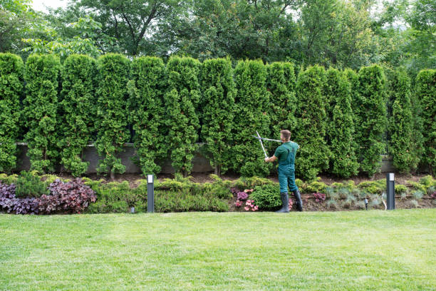 Palm Tree Trimming in Mount Pocono, PA